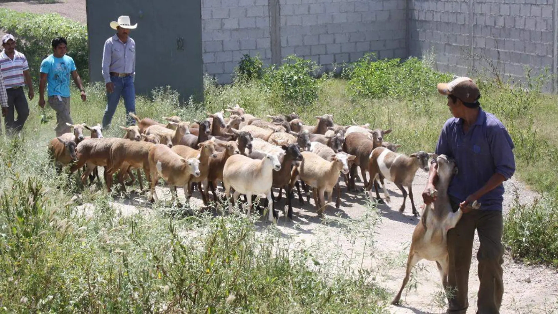 En Tehuacán inició la venta de “caderas” de chivo cebado para restauranteros y familias